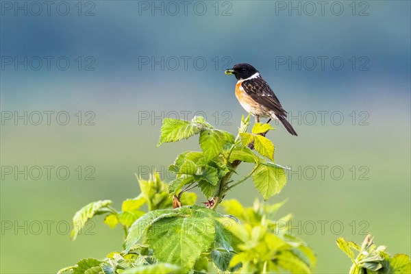 Stonechat