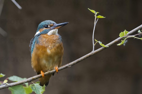 Kingfisher