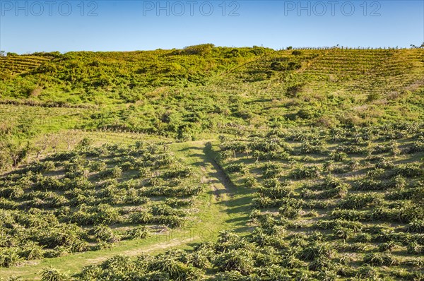 View of a pitahaya plantation