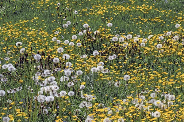 Spring meadow with dandelion