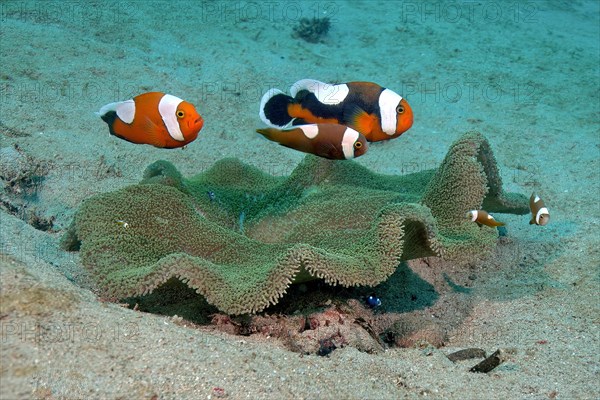 Pair of saddleback clownfish