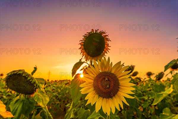 Sunflowers at sunset with 3 bees sitting on the flower