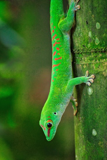 Madagascar giant day gecko