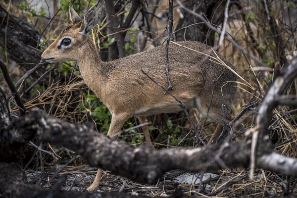 Kirk dikdik or kirk's dik-dik