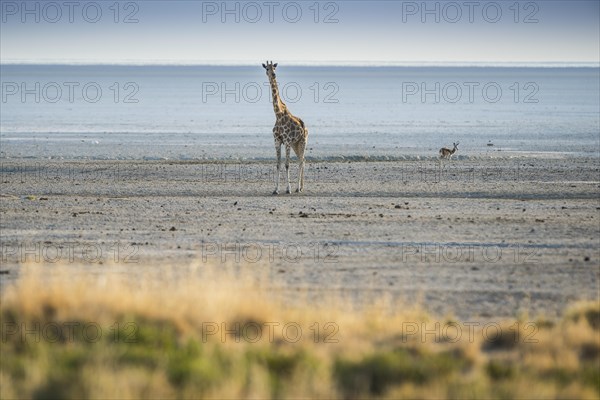 Angolan giraffe