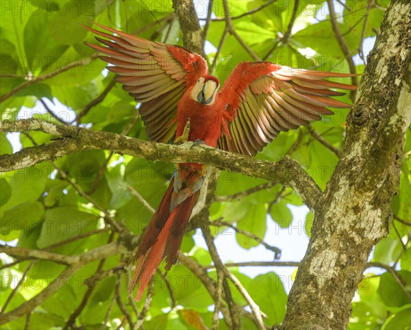 Scarlet macaw