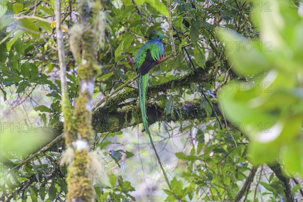 Male resplendent quetzal