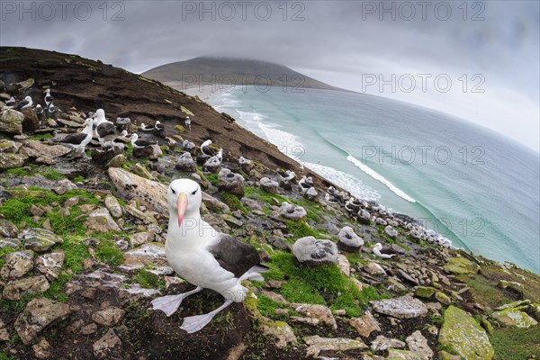 Schwarzbrauenalbatross