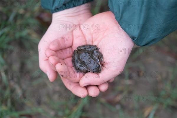 Grasfrosch