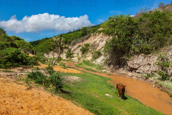 Fairy Stream Suoi Tien with cow