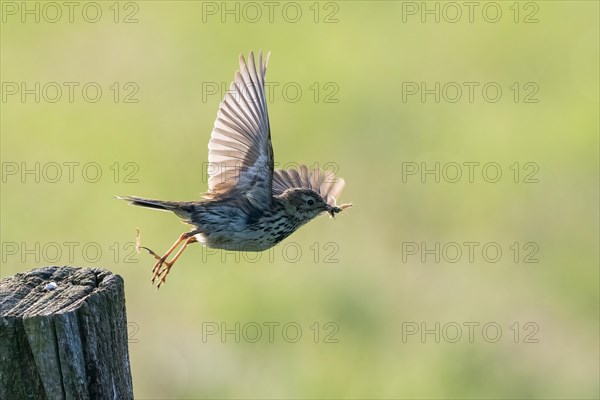 Meadow pipit