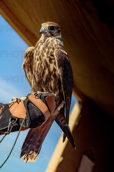 Falcon hawk bird on falconers hand during birds show