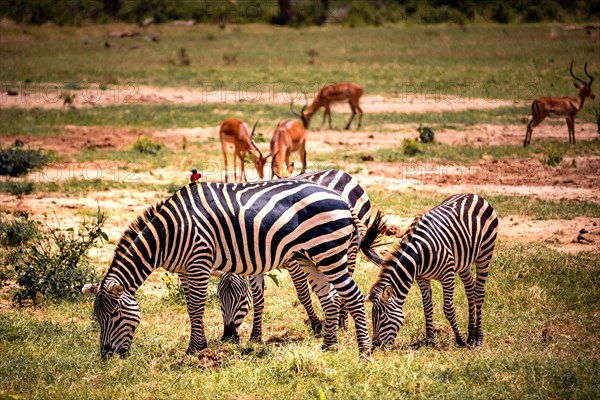 Plains zebras