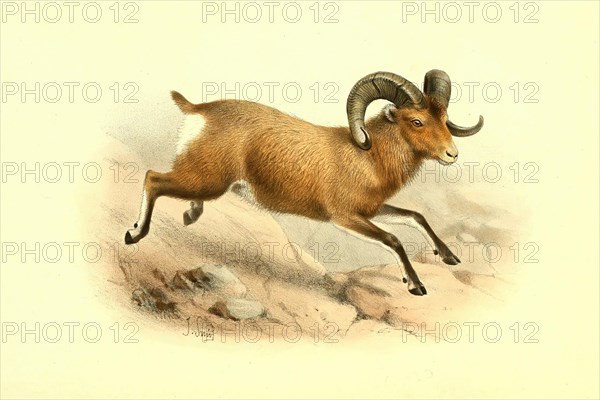 Bighorn sheep