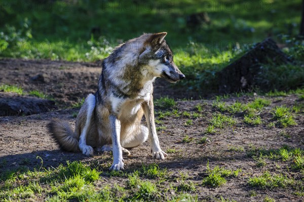 European gray wolf