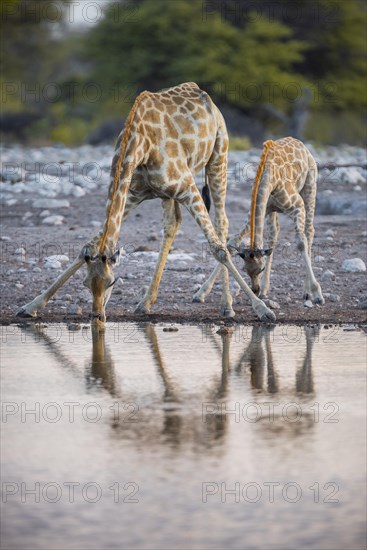 Two angolan giraffes