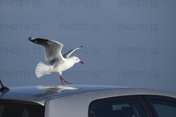 Silver gull