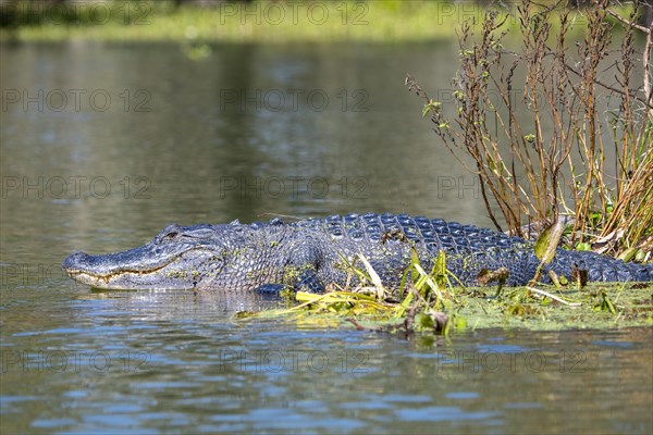 American alligator