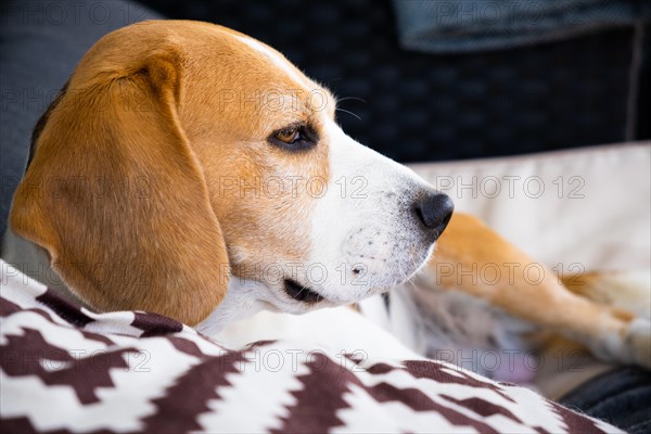 Tricolor beagle Adult dog on sofa relaxing on sun