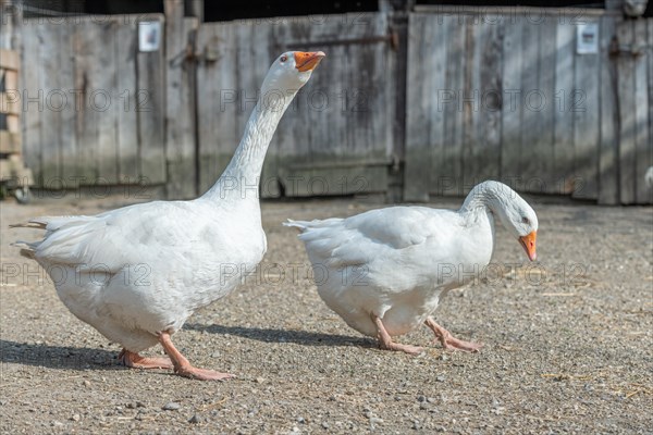 Domestic geese