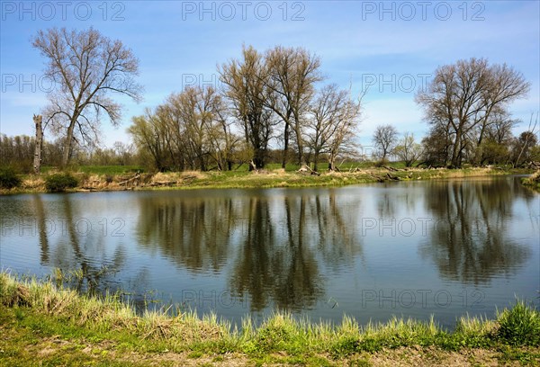 Landschaft am Fluss Oder im Fruehling