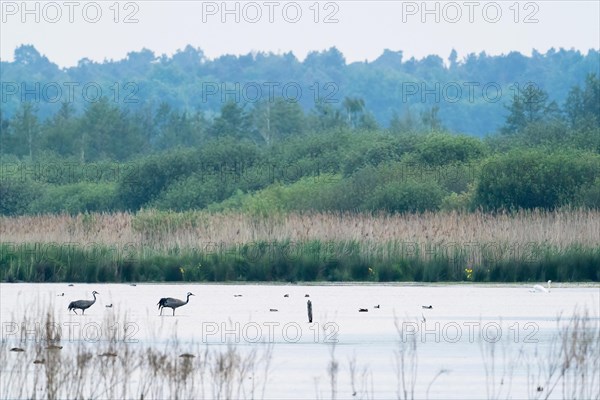 Two common crane