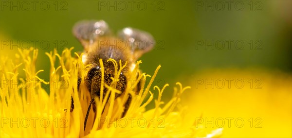 Detail closeup of honeybee