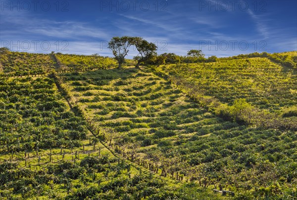 View of a pitahaya plantation