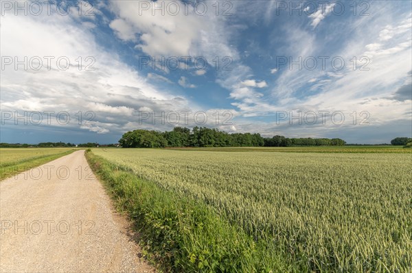 Wheat field in spring in plain. Alsace