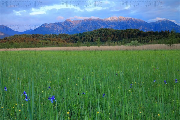 Siberian iris