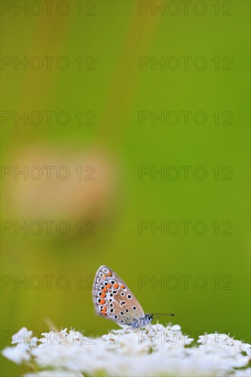 Gossamer winged butterfly