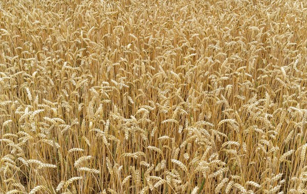 Close up of wheats in the field