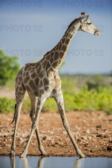 Angolan giraffe