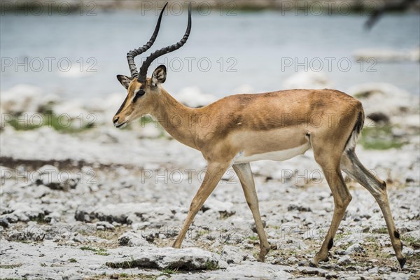 Black-faced impala