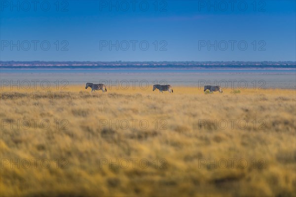 Burchell's zebra