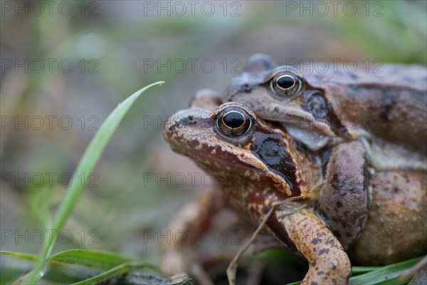 Grasfrosch
