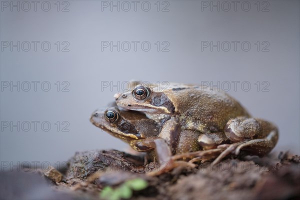 Grasfrosch