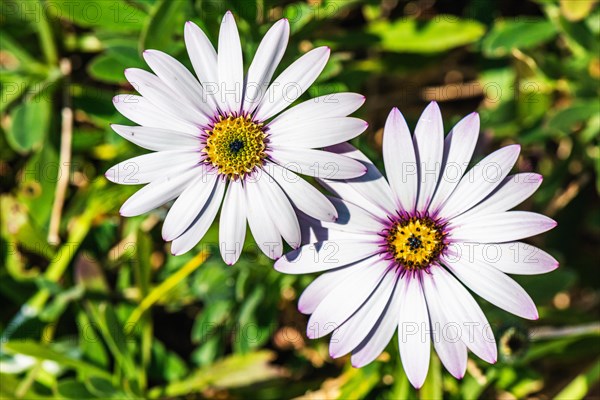 African daisy