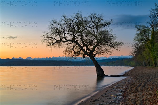 Blattloser Baum an einem Sandstrand am Murtensee in der Daemmerung