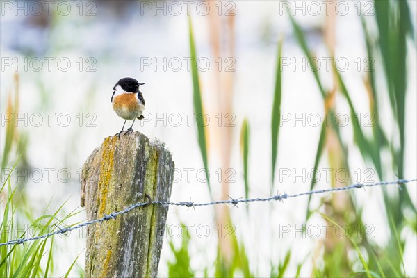 Stonechat