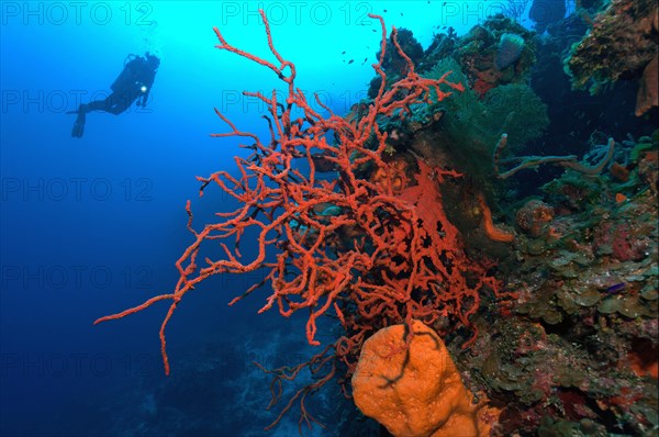 Poisonous red finger sponge