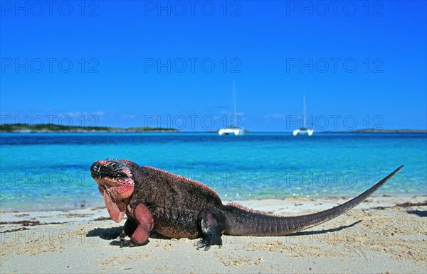 Allens Cay Iguana