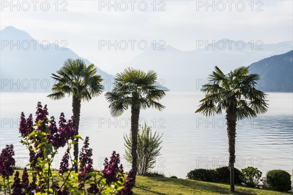 Palms on the Lake