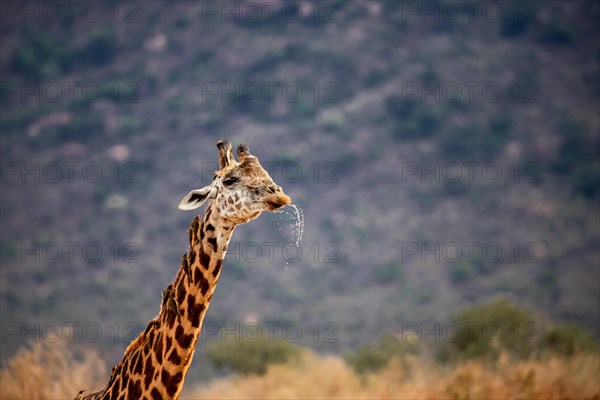 Maasai giraffe