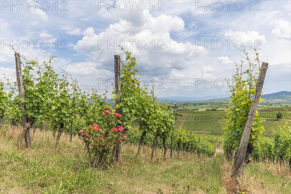 Vineyards in Kaiserstuhl in spring. Sasbach am Kaiserstuhl