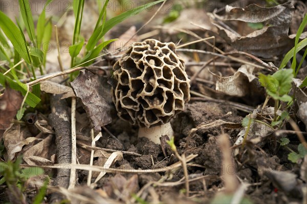 Grey edible morel