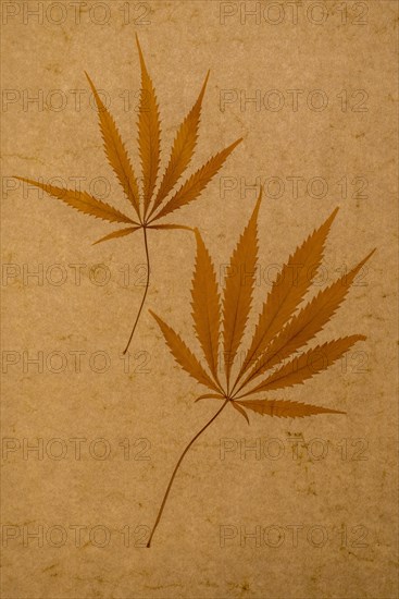 Two dried hemp leaves for a herbarium