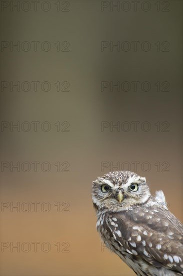 Little owl