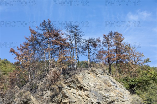 Burnt trees in the Ligurian Mountains near Triora