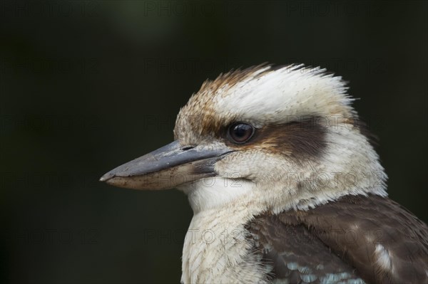 Laughing kookaburra